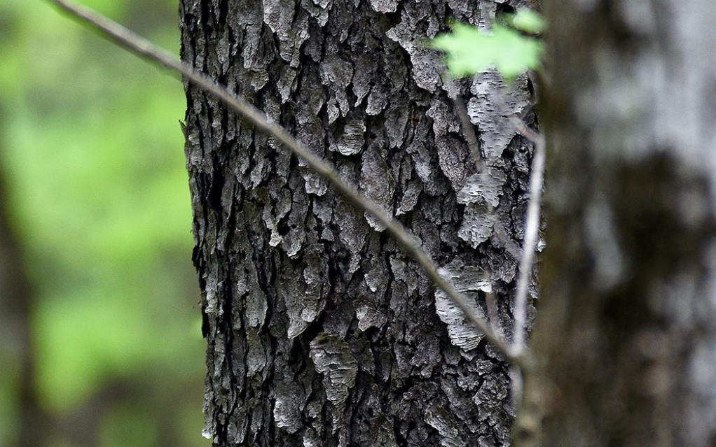 Cherry Timber