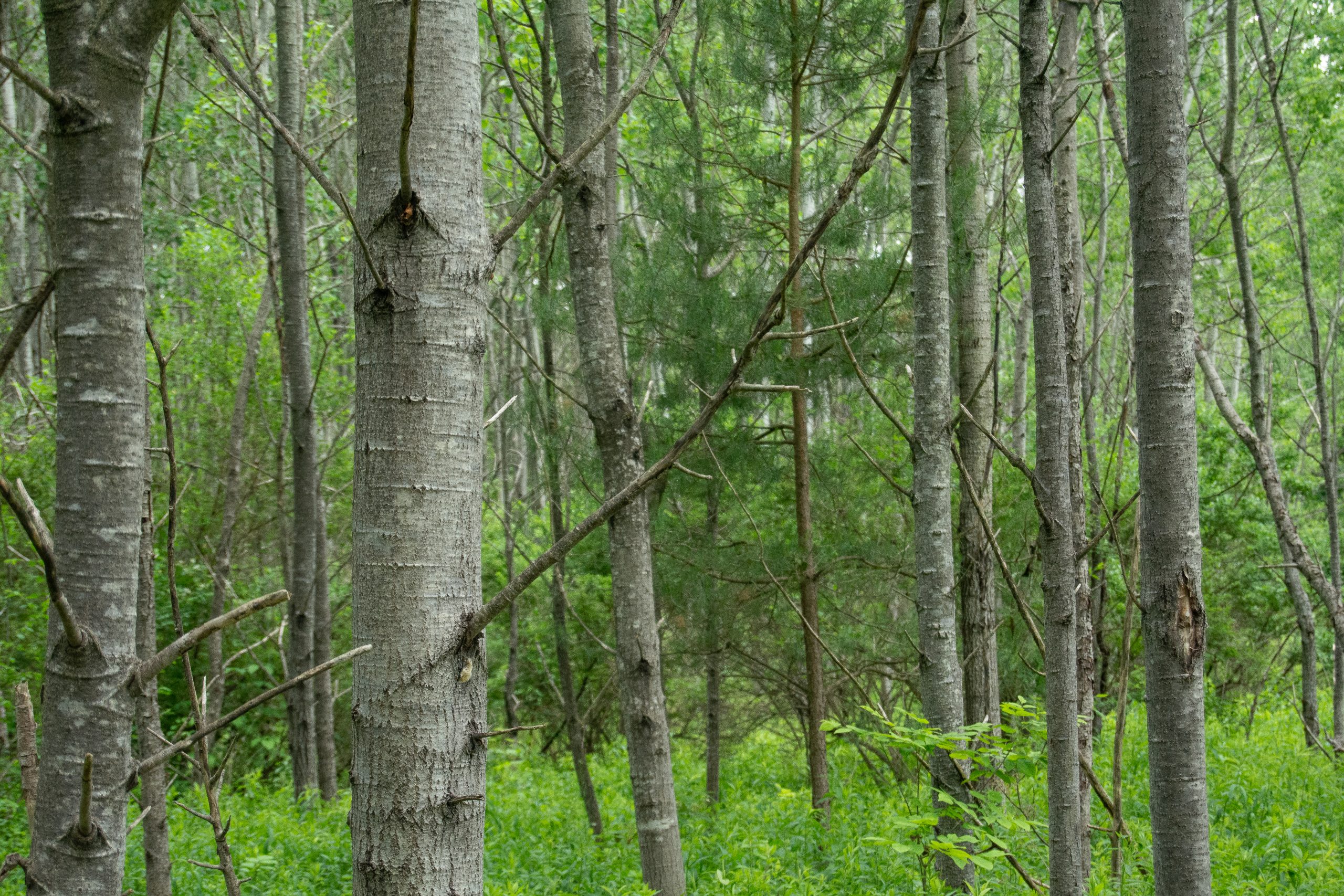 Gutchess Lumber hardwood forest