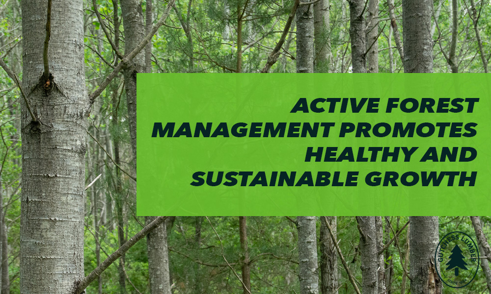 ACTIVE FOREST MANAGEMENT