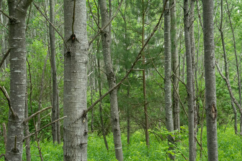 Photo of FSC-certified forest.