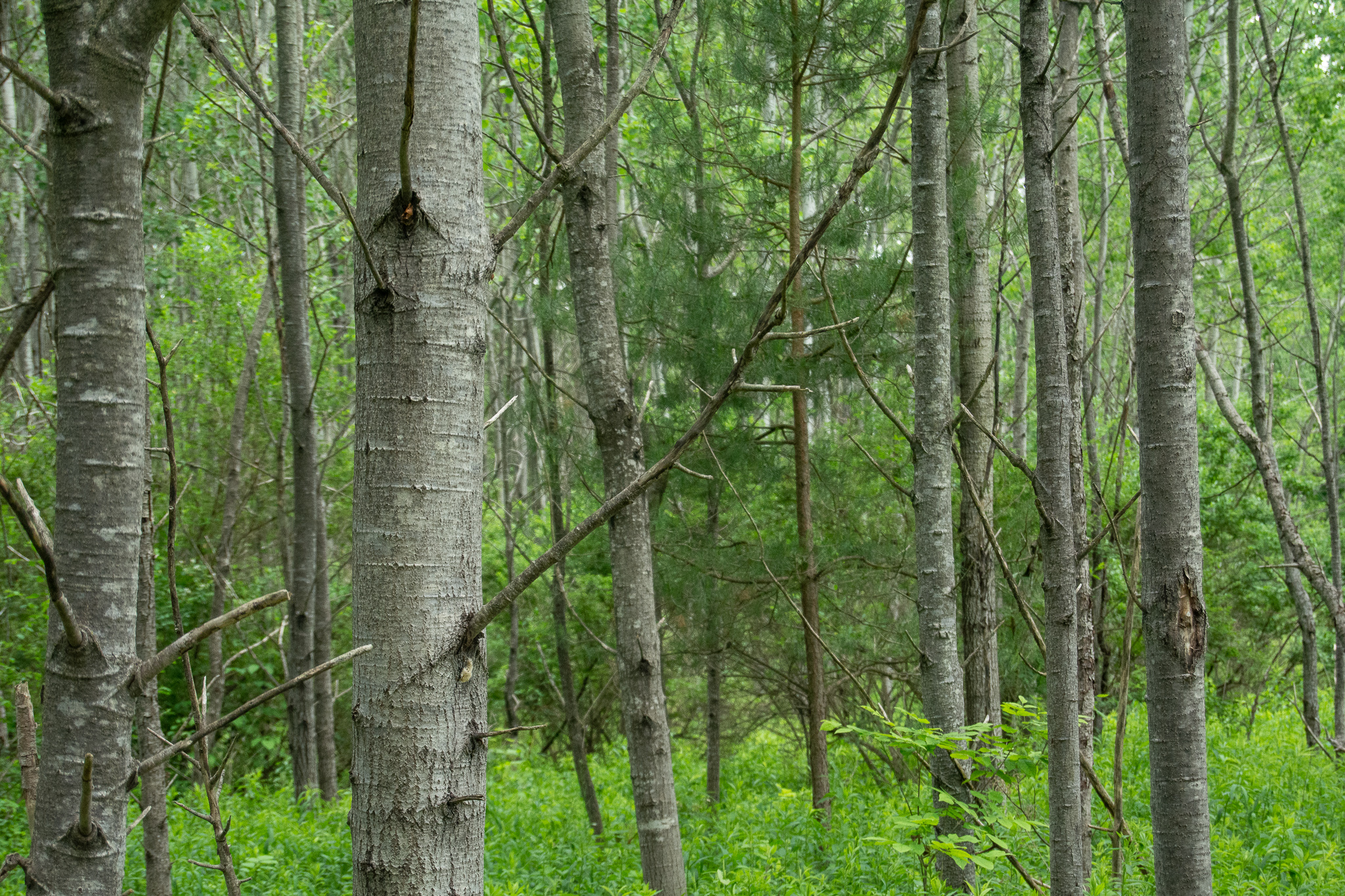 Photo of FSC-certified forest.