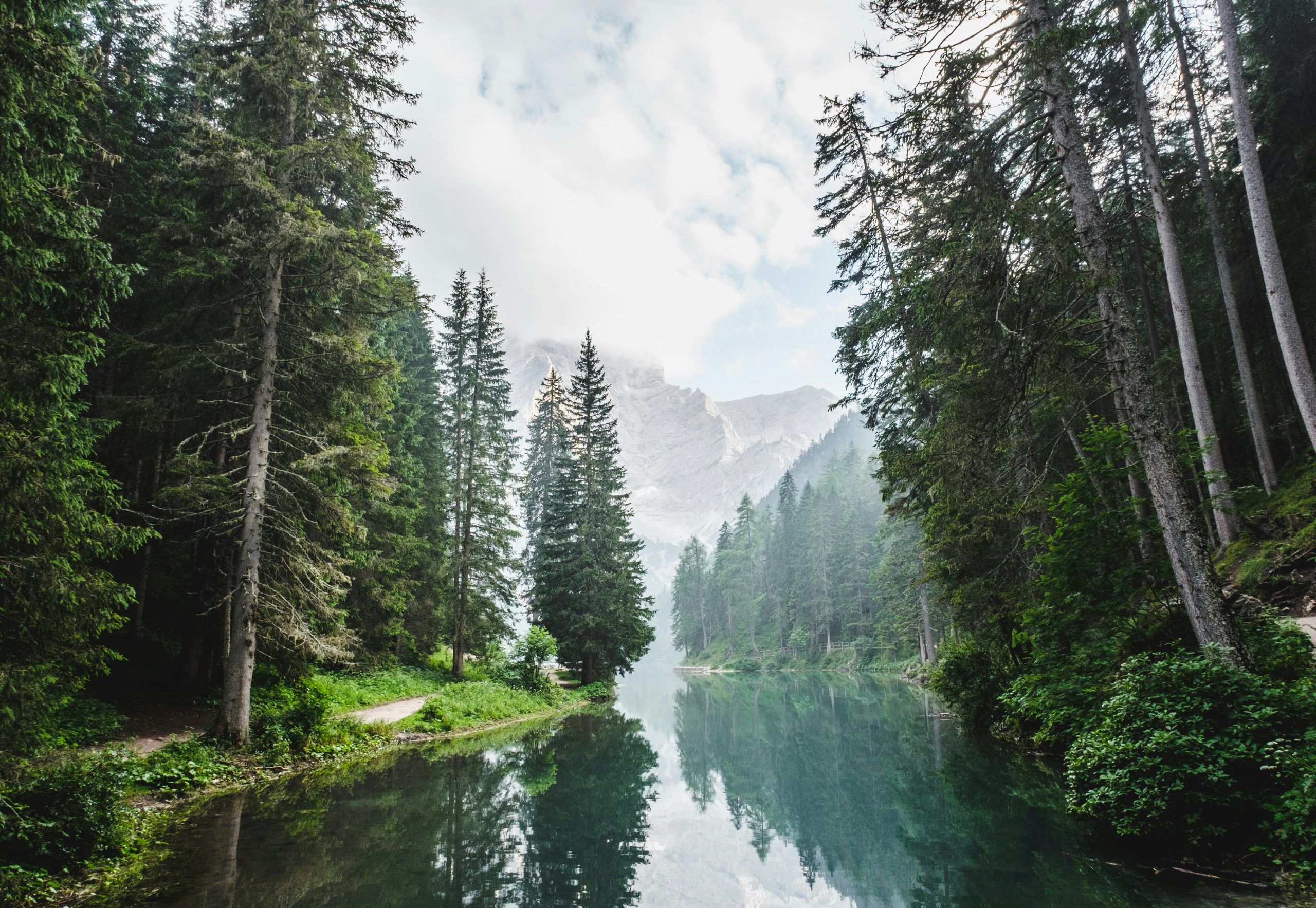 A river going through a forest on a cloudy day.